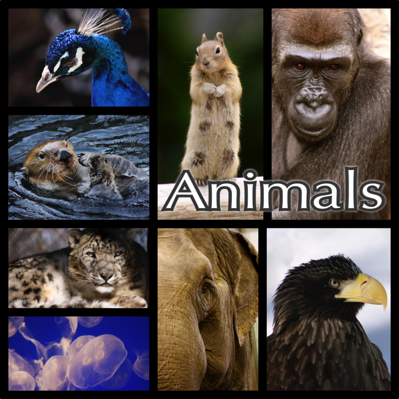 Animal Collage